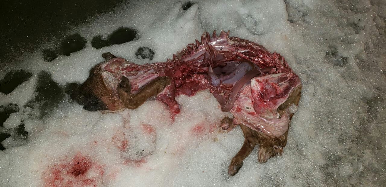 Encuentran Un Perro Faenado En Tolhuin