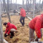 Reforestar Bahía Torito