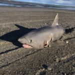 55694 Encontraron Un Tiburon En Cercanias Del Cabo Domingo