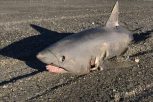 55694 Encontraron Un Tiburon En Cercanias Del Cabo Domingo