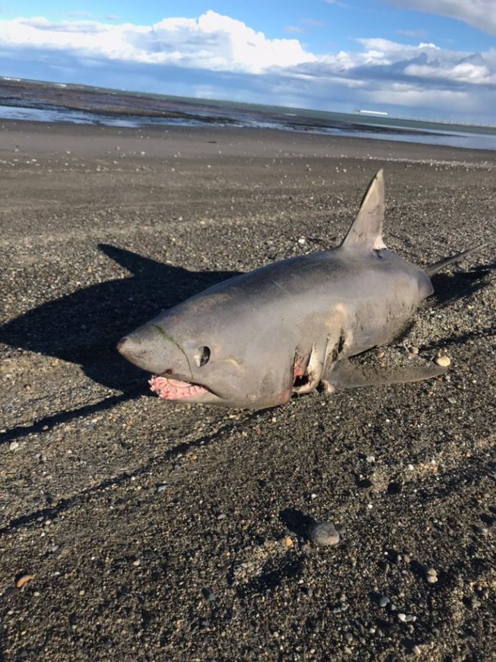 55694 Encontraron Un Tiburon En Cercanias Del Cabo Domingo