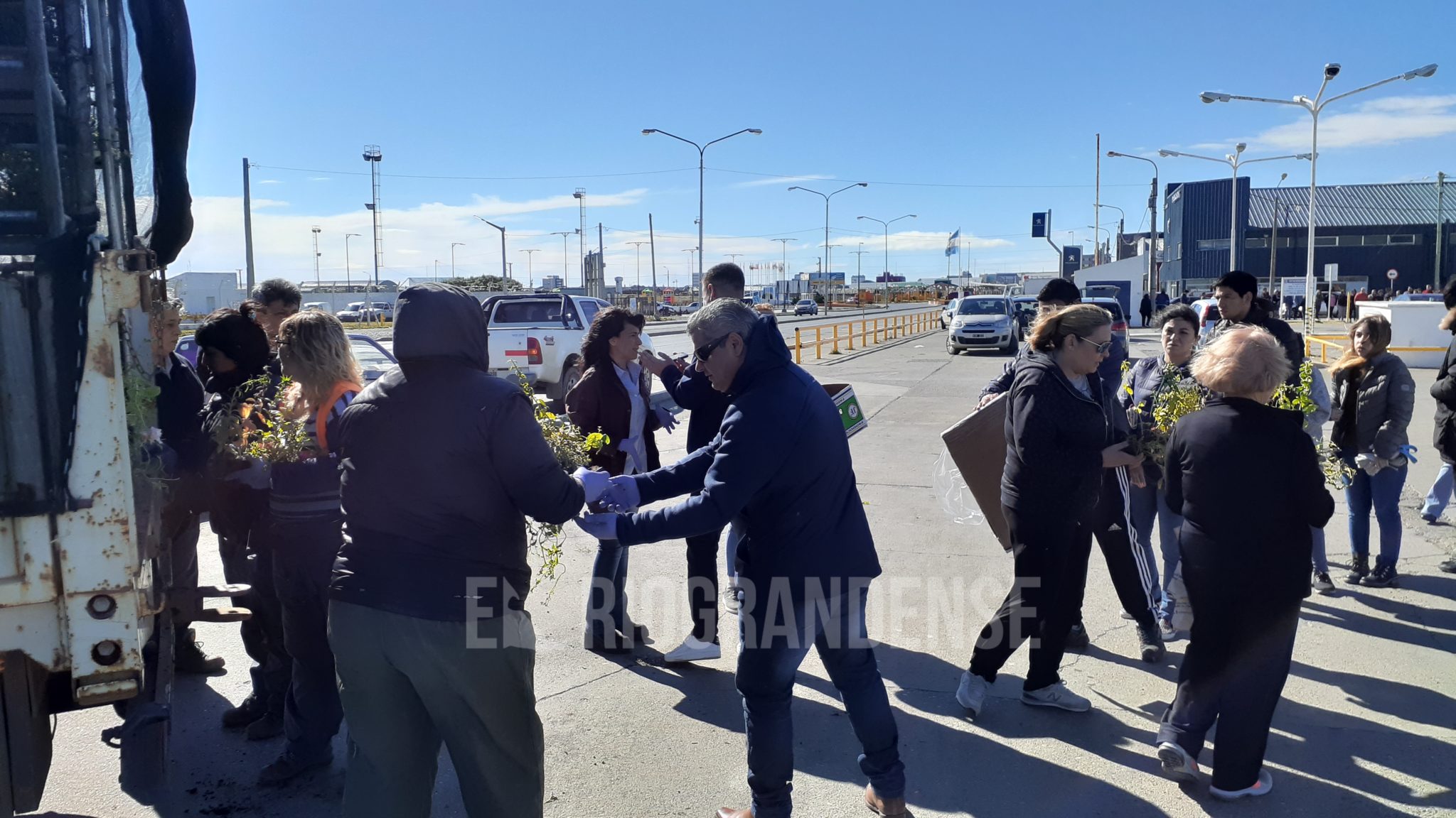 Entrega De Plantines