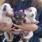 89589853 3165555360131177 191530067950567424 N (1)