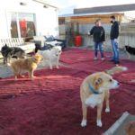 Protectoras De Animales 768x572