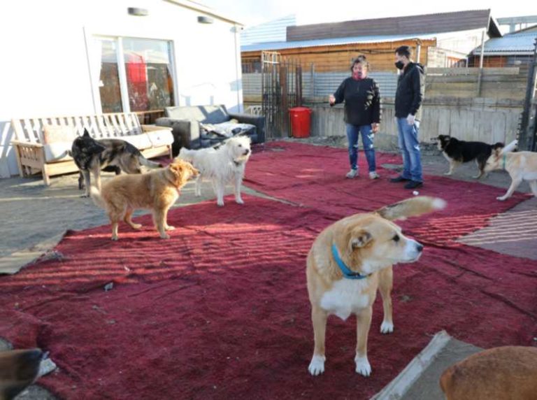 Protectoras De Animales 768x572