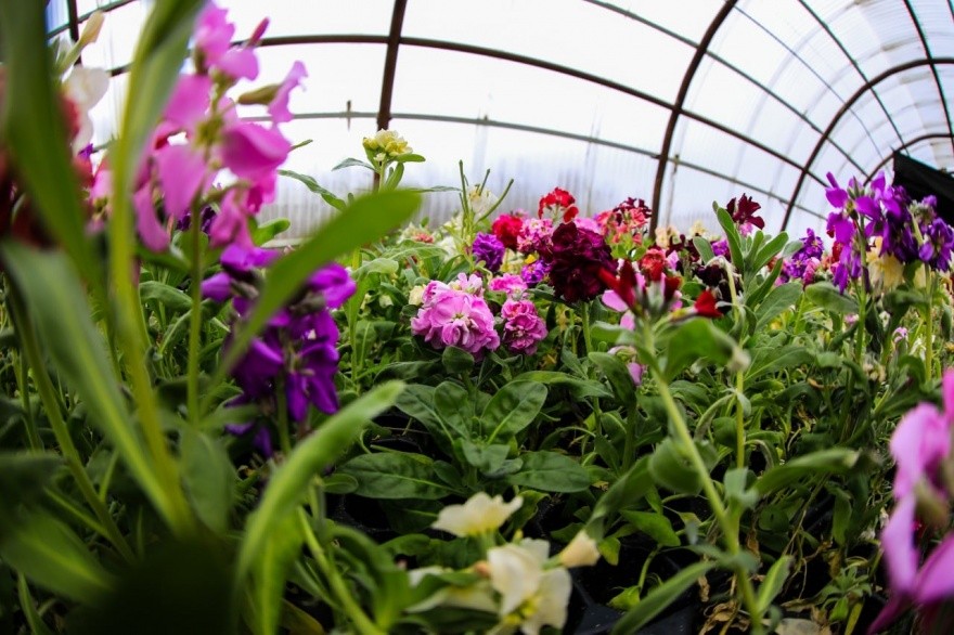 Parquizacion Municipio