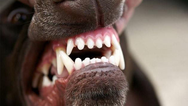 perro mordida