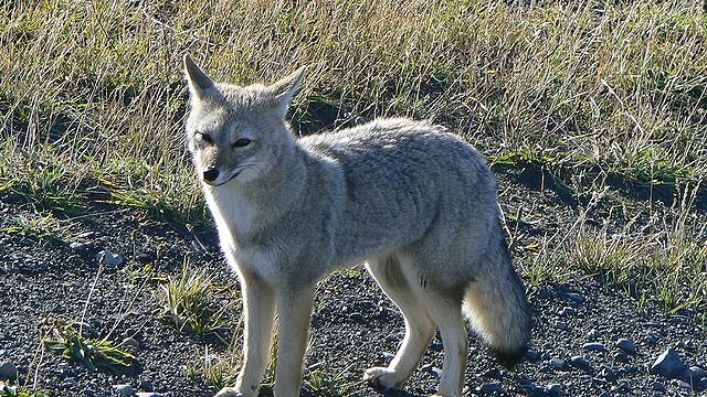 zorrito rg