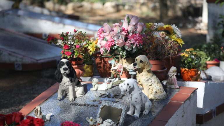 cementerio mascotas