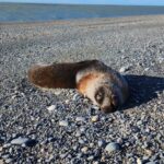 lobos marinos muertos