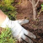 bonificación árboles