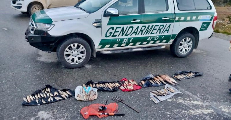 El Ministerio de Producción y Ambiente junto a Gendarmería Nacional accionaron de manera conjunta para frenar el contrabando de truchas en Lago Escondido
