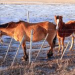 equinos municipio misión