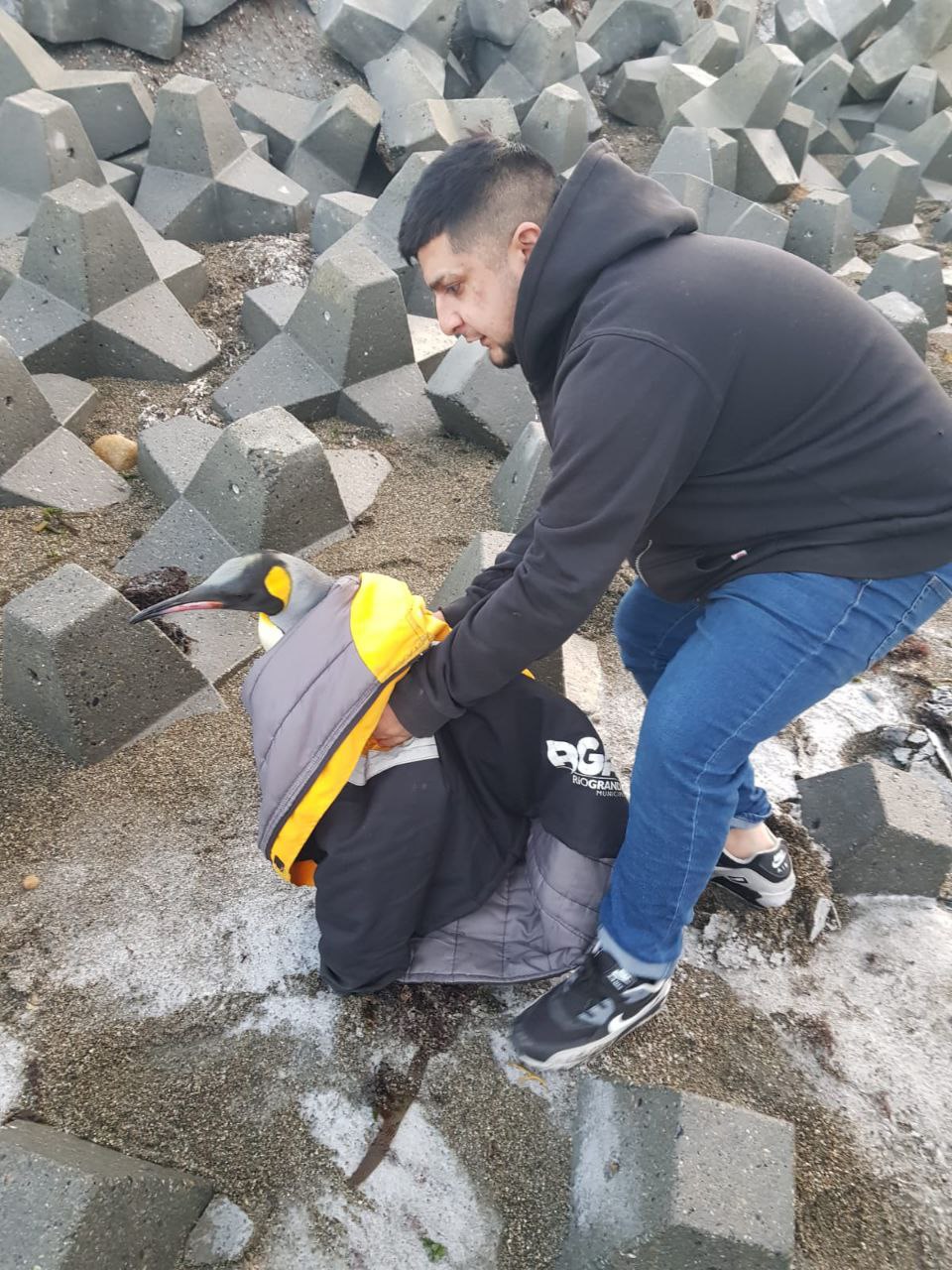 pinguino costa río grande