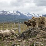 Jauría de perros asilvestrados sobre rocas frente a un corral con ovejas en un campo patagónico