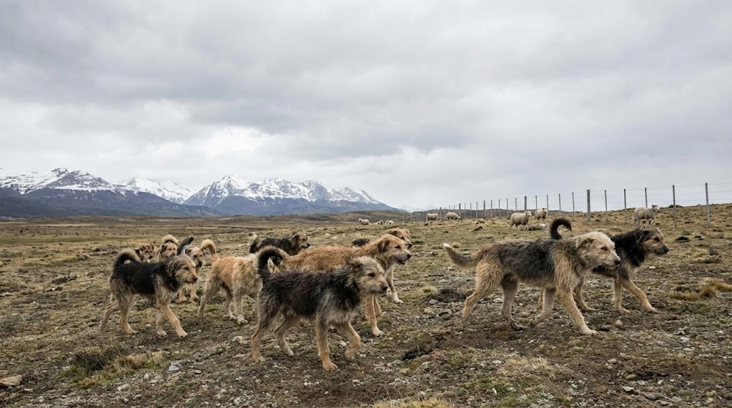 Grupo de perros de vida libre caminando por la estepa con ovejas al fondo y montañas nevadas