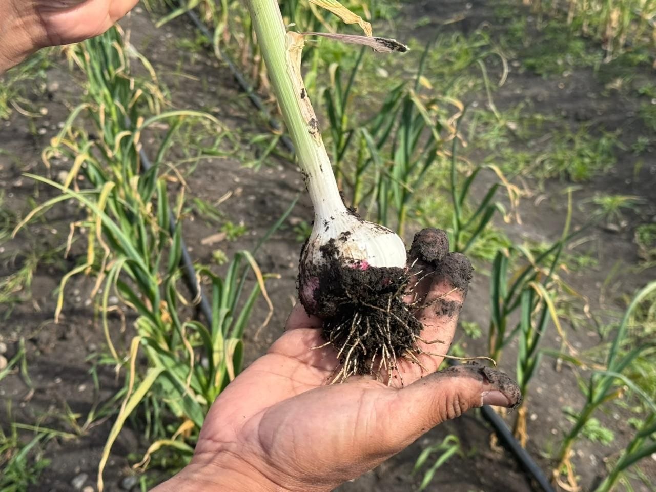 RGA Alimentos cosechó ajos violetas por primera vez en Tierra del Fuego