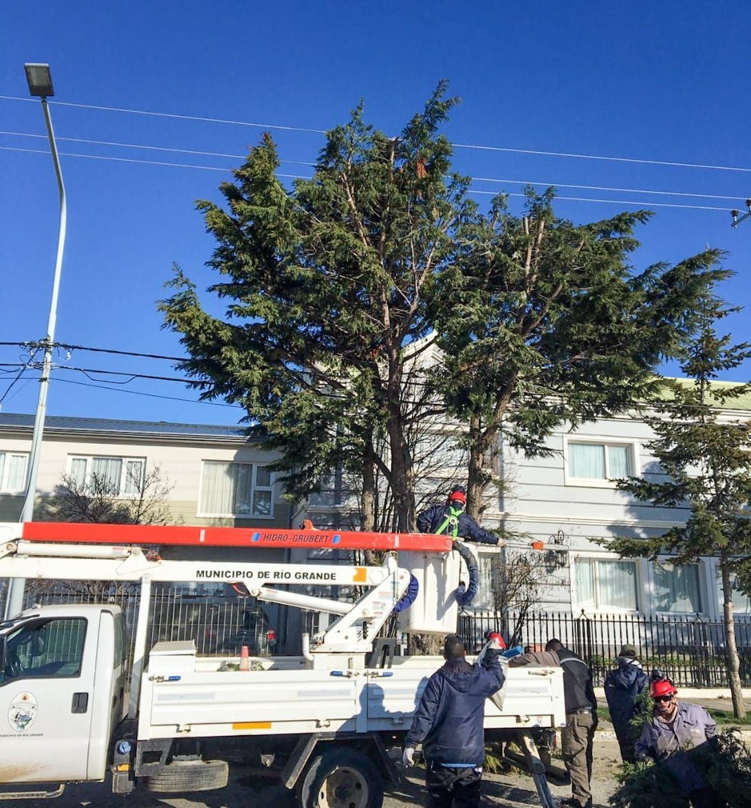 El viviero municipal brinda el servicio de poda de árboles a los vecinos y vecinas de la ciudad