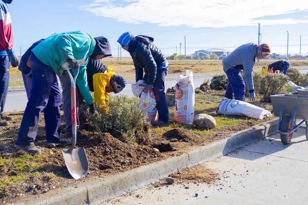 El Municipio incorpora flora nativa en los espacios verdes de la Ciudad