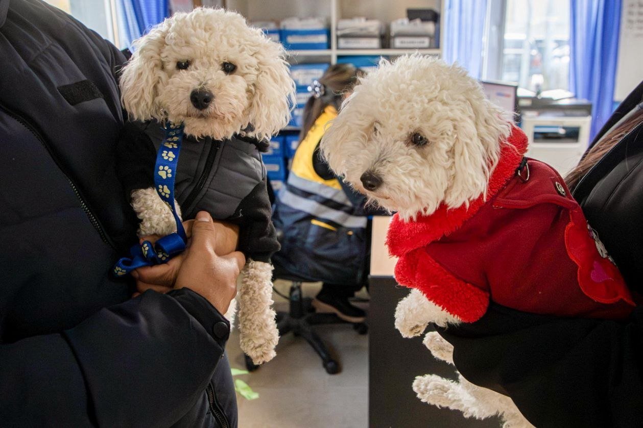 Ante las bajas temperaturas, el Municipio brinda recomendaciones para el cuidado de las mascotas