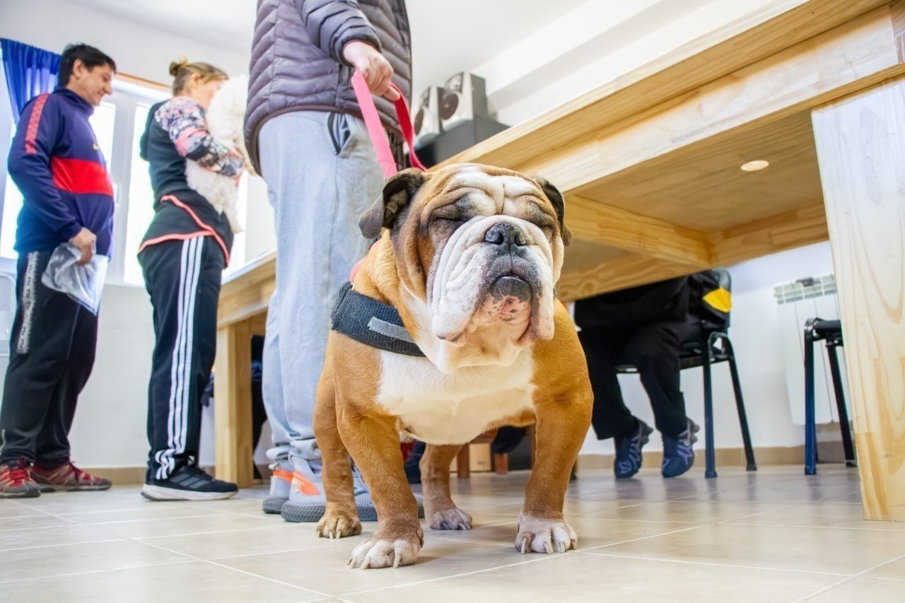 El Municipio brinda recomendaciones para prevenir el moquillo canino
