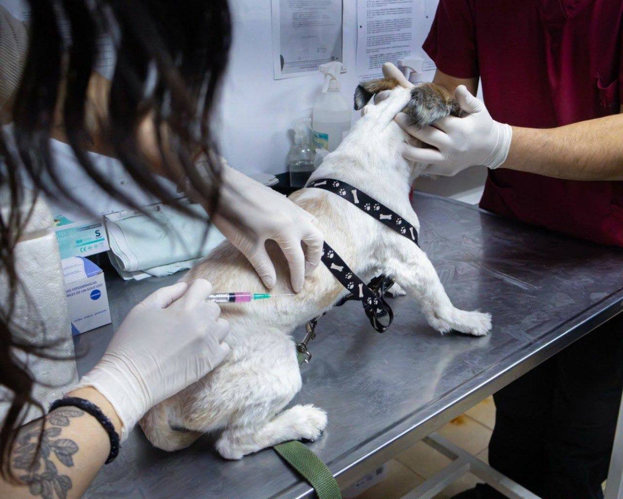 Río Grande realizará una nueva jornada de cuidados para mascotas