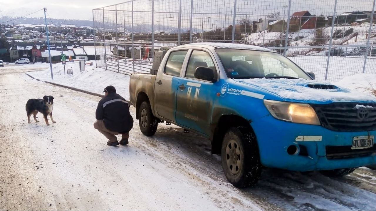 La municipalidad de Ushuaia labró 20 actas por infracciones a la normativa sobre tenencia responsable y capturó dos canes