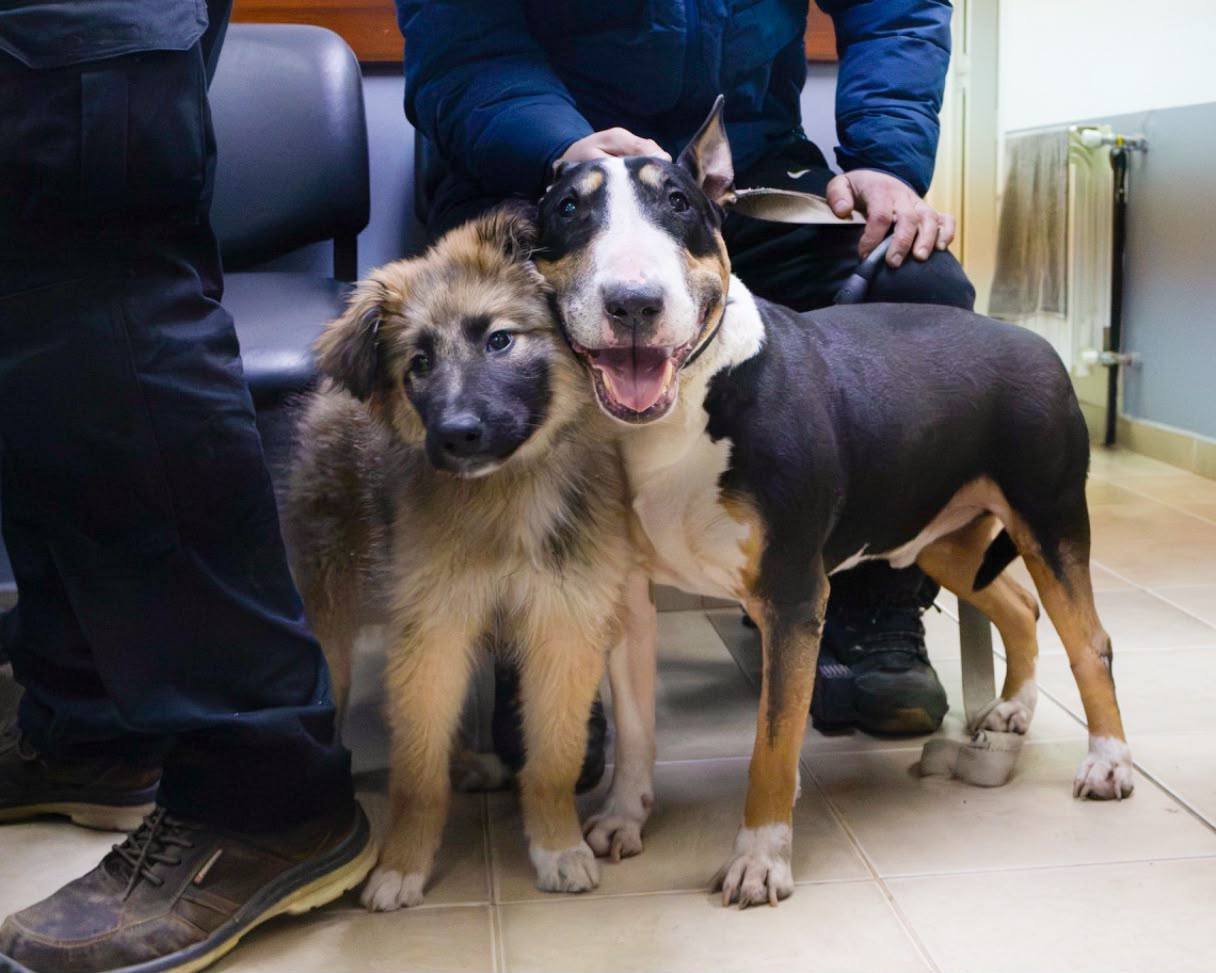 El municipio brinda recomendaciones para cuidar la salud de nuestros perros