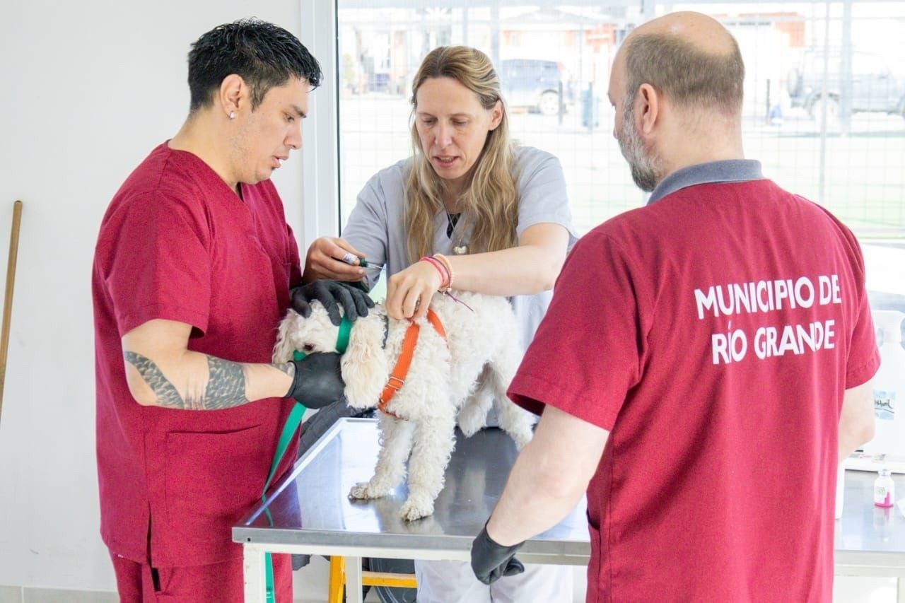 El Municipio realizará una nueva jornada de vacunación y adopción de mascotas